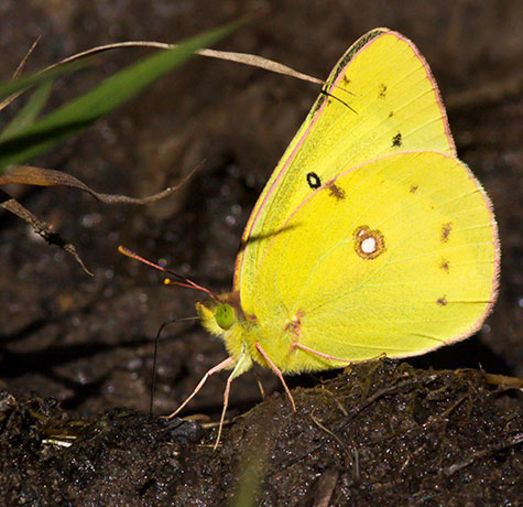 Orange Sulphur Colias eurytheme Butterfly
