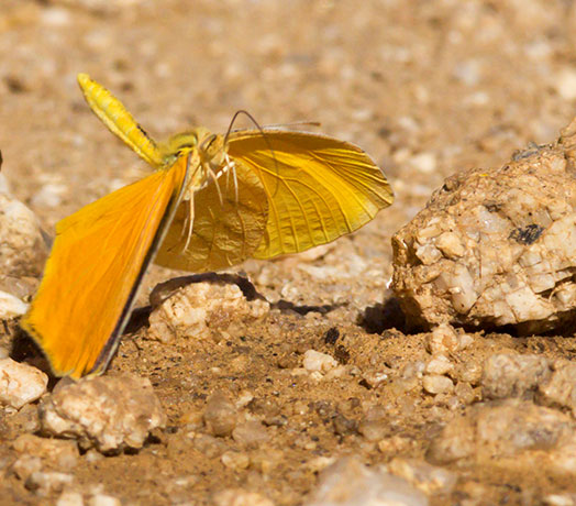 Tailed Orange Phoebis neocypris  Butterfly