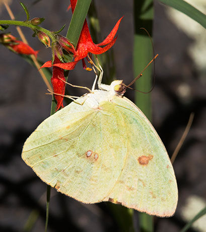 Cloudless Sulphur Phoebis sennae Butterfly