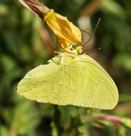 Cloudless Sulphur Phoebis sennae Butterfly