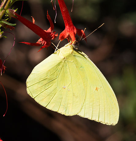 Cloudless Sulphur Phoebis sennae Butterfly