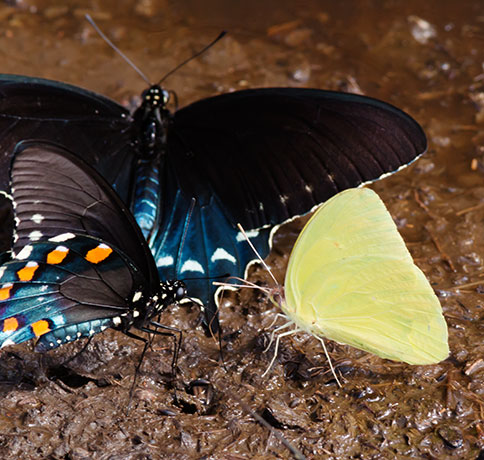 Cloudless Sulphur Phoebis sennae Butterfly