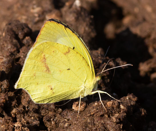Mexican Yellow Eurema mexicana Butterfly