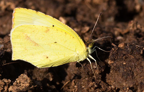 Mexican Yellow Eurema mexicana Butterfly