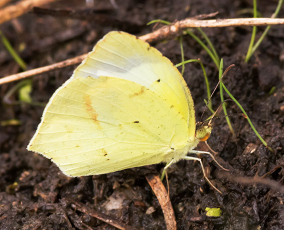 Mexican Yellow Eurema mexicana Butterfly