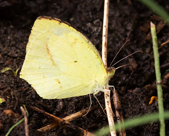 Mexican Yellow Eurema mexicana Butterfly