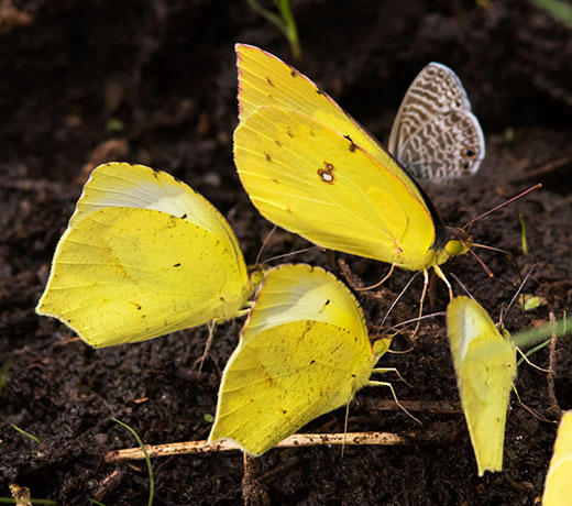 Mexican Yellow Eurema mexicana Butterfly