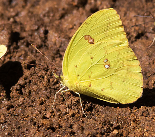 Cloudless Sulphur Phoebis sennae Butterfly