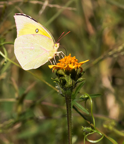 Southern Dogface Zerene cesonia Colias cesonia
