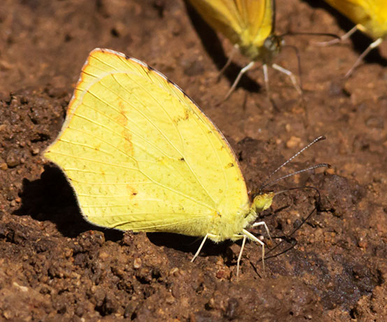 Mexican Yellow Eurema mexicana Butterfly