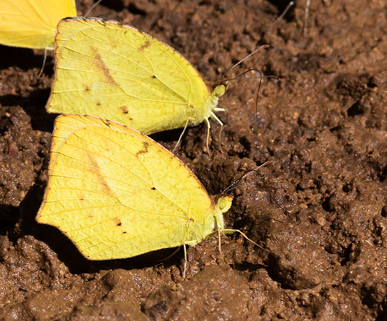 Mexican Yellow Eurema mexicana Butterfly