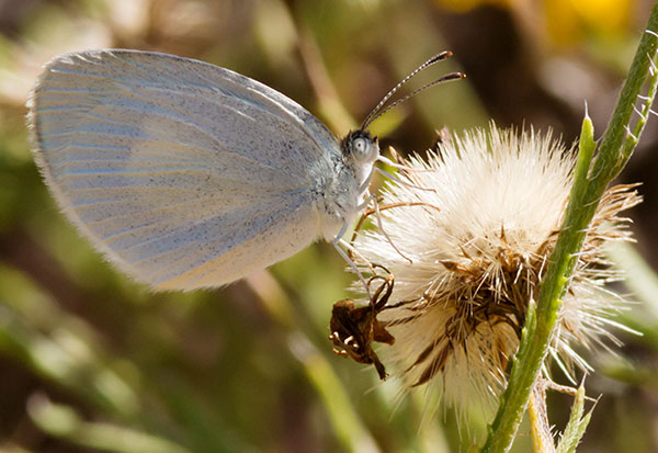Barred Yellow Eurema daira  Butterfly