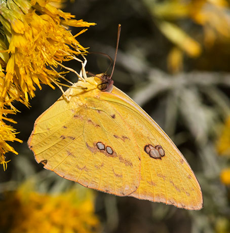 Cloudless Sulphur Phoebis sennae Butterfly