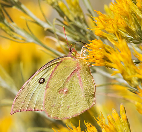 Southern Dogface Zerene cesonia Colias cesonia