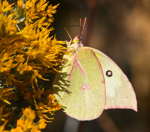 Southern Dogface Zerene cesonia Colias cesonia
