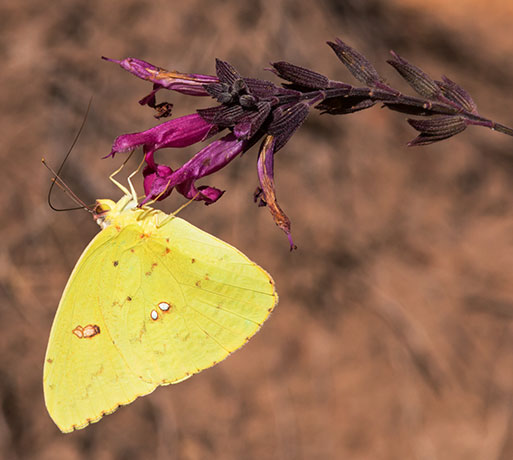 Cloudless Sulphur Phoebis sennae Butterfly