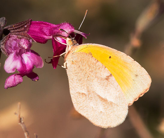Sleepy Orange Eurema nicippe Butterfly