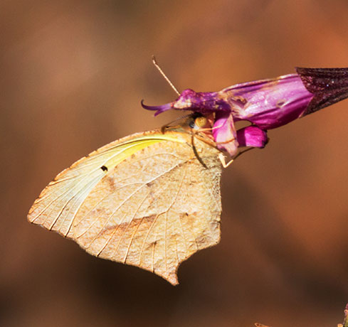 Tailed Orange Phoebis neocypris  Butterfly