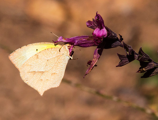 Tailed Orange Phoebis neocypris  Butterfly