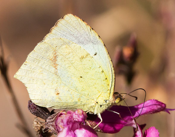 Mexican Yellow Eurema mexicana Butterfly