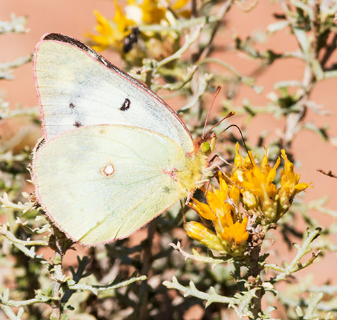 Clouded Sulphur Colias philodice Butterfly