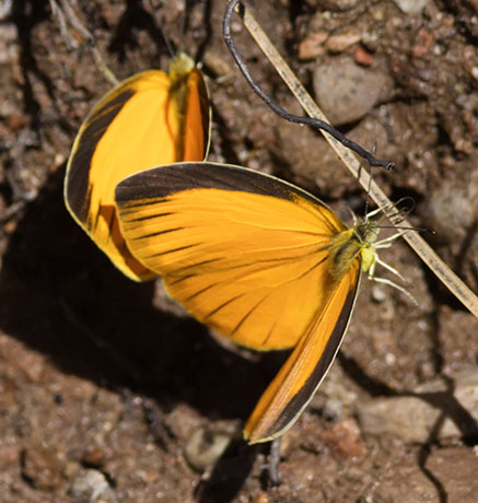 Sleepy Orange Eurema nicippe Butterfly