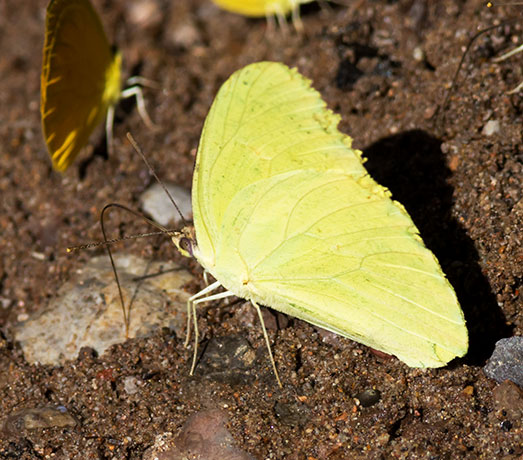 Cloudless Sulphur Phoebis sennae Butterfly