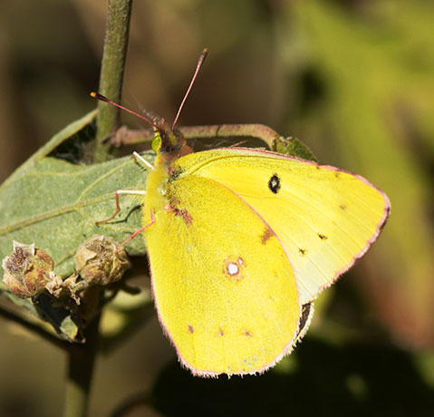 Clouded Sulphur Colias philodice Butterfly
