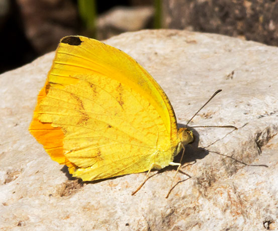 Tailed Orange Phoebis neocypris  Butterfly