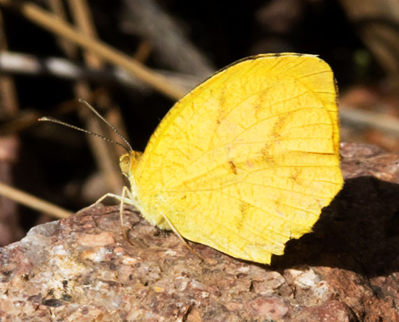 Tailed Orange Phoebis neocypris  Butterfly