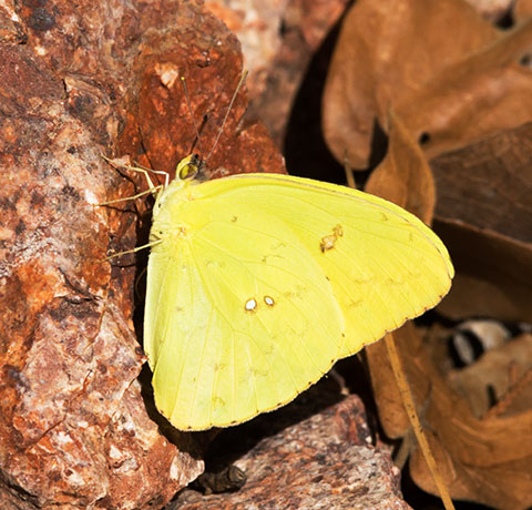 Cloudless Sulphur Phoebis sennae Butterfly