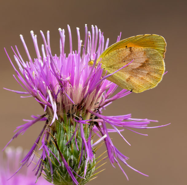 Sleepy Orange Eurema nicippe Butterfly