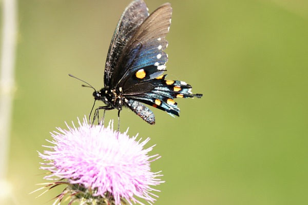 Pipevine Swallowtail Battus philenor Butterfly 