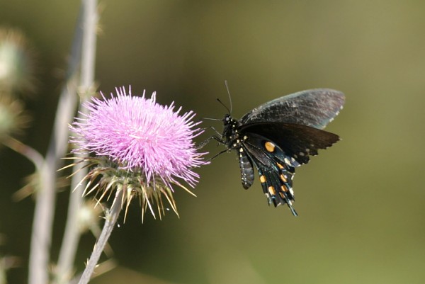 Pipevine Swallowtail Battus philenor Butterfly 