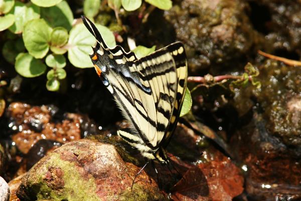 Two-tailed Swallowtail Papilio multicaudata Butterfly