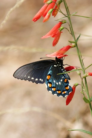 Pipevine Swallowtail Battus philenor Butterfly 