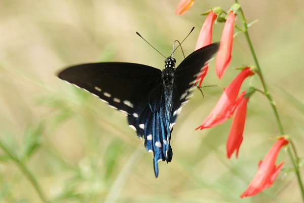 Pipevine Swallowtail Battus philenor Butterfly 