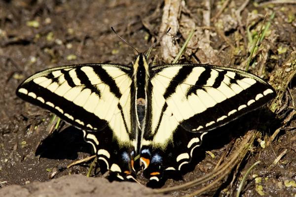 Western Tiger Swallowtail Papilio rutulus Butterfly