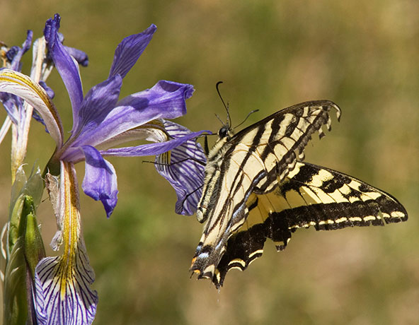 Western Tiger Swallowtail Papilio rutulus Butterfly