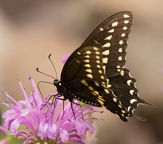 Black Swallowtail Papilio polyxenes Butterfly
