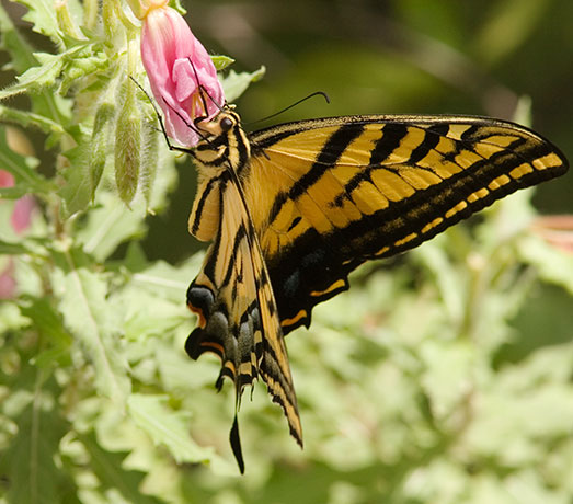 Two-tailed Swallowtail Papilio multicaudata Butterfly