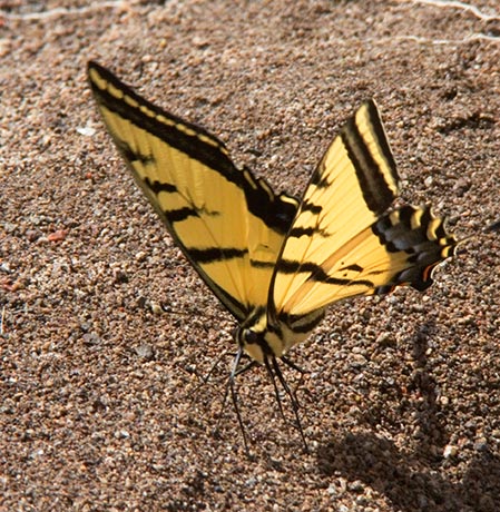 Two-tailed Swallowtail Papilio multicaudata Butterfly