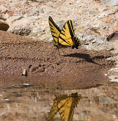 Two-tailed Swallowtail Papilio multicaudata Butterfly
