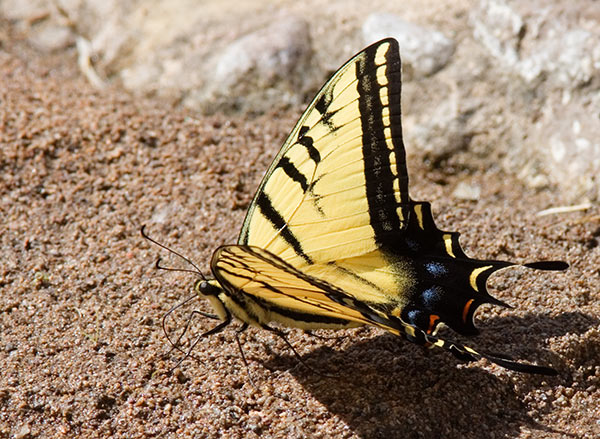 Two-tailed Swallowtail Papilio multicaudata Butterfly