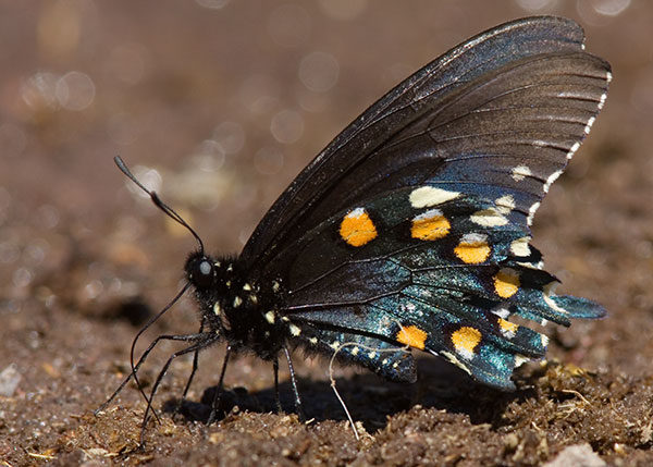 Pipevine Swallowtail Battus philenor Butterfly 