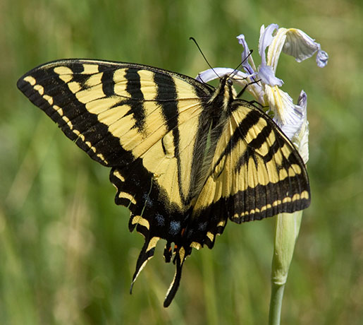 Western Tiger Swallowtail Papilio rutulus Butterfly