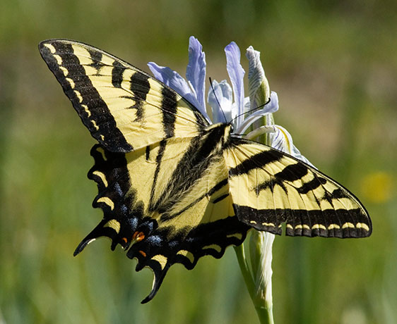 Western Tiger Swallowtail Papilio rutulus Butterfly