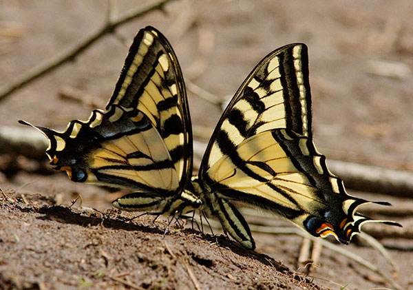 Western Tiger Swallowtail Papilio rutulus Butterfly