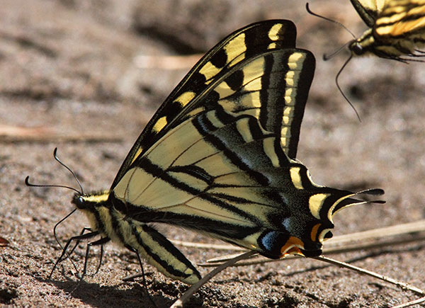 Western Tiger Swallowtail Papilio rutulus Butterfly