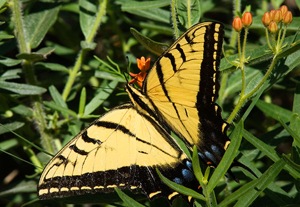 Two-tailed Swallowtail Papilio multicaudata Butterfly